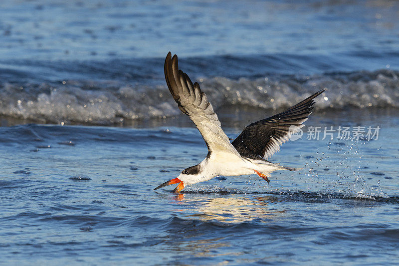 黑Skimmer, rynchops niger，在飞行中进食